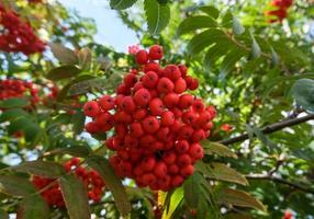Rowan tree brunch with red ripe berries against the blue sky, autumn landscape image, floral background, selective focus photo