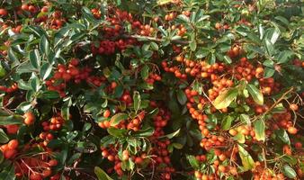 Orange berries and green leaves of a firethorn pyracantha bush in autumn, a plant ideal for evergreen hedge photo