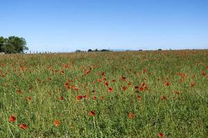 Sunlit panorama of French Provence blooming poppy flowers field picturesque scenery with no people on a sunny summer day in the Alps mountains, summer vacation floral background photo