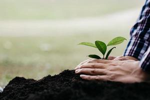 un hombre está plantando árboles jóvenes en el suelo de un bosque tropical, plantando un árbol de reemplazo para reducir el calentamiento global. el concepto de salvar el mundo y reducir el calentamiento global.