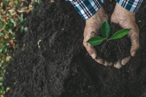 A man is planting tree saplings into the soil in a tropical forest, planting a replacement tree to reduce global warming. The concept of saving the world and reducing global warming. photo