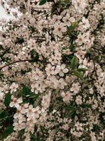 White cute little flowers of blossoming spring tree, vertical photo, warm colors. Image for backgrounds and stories design, nature picture, green leaves photo