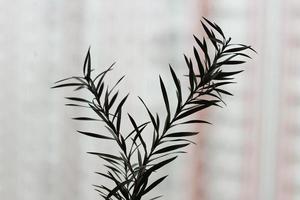 Dark green grass silhouette on blurred background, horizontal photo. Minimal thin plant leaves on stems, botanical, simple nature. Abstract design template photo