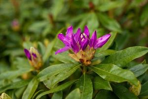 brotes morados florecientes de rododendro en el jardín de primavera foto