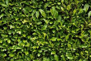 fotograma completo de la pared de las hojas de los arbustos verdes foto