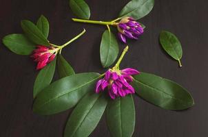 Pink rhododendron flowers are randomly arranged on a wooden black background. photo