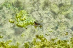 Gerridae eating insect carcasses photo