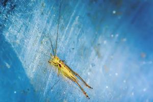 Grasshopper on the metal ground photo