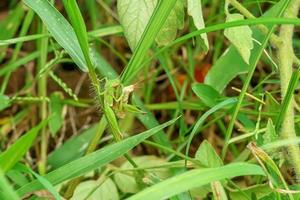 Grasshopper are breeding photo