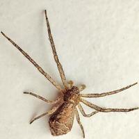 la araña sentada en el suelo blanco está en silencio foto