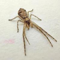 la araña sentada en el suelo blanco está en silencio foto