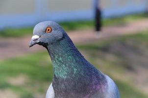 una paloma gris de cerca, pájaros en la ciudad foto