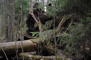 a fallen large tree in the forest. The tree has large roots photo