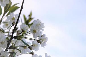 flowering bush with small white flowers in spring, cherry blossoms photo