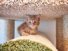 un pequeño gatito rojo en una casa de animales foto