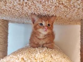 a small red kitten in an animal house photo