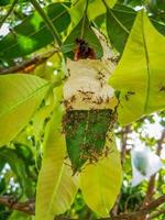 insectos construyendo allí su casa. foto