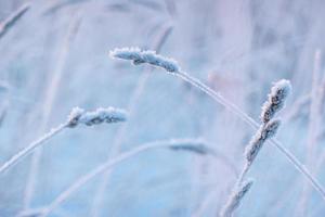 Selective focus of small dry ear of grass covered with snow in winter in daytime on blurred background photo