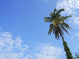 Coconut tree has sky and clouds as a beautiful background photo