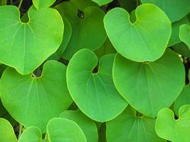 Green heart shape vine leaf of aristolochia ringens background. photo