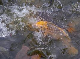 Tilapia fish swimming waiting for food in the pond photo