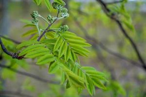 Rowan branch with young leaves. photo