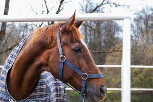 A bay horse in a blanket stands in a paddock. photo