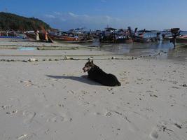 playa de pattaya, koh lipe, satun, tailandia-24 de febrero de 2020 -la imagen de los aldeanos y el perro en koh lipe, tailandia foto