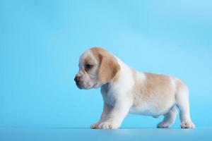 adorable beagle sobre fondo de pantalla azul. Los beagles se utilizan en una variedad de procedimientos de investigación. la apariencia general del beagle se asemeja a un raposero en miniatura. Los beagles tienen excelentes narices. foto