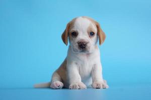 adorable beagle sobre fondo de pantalla azul. Los beagles se utilizan en una variedad de procedimientos de investigación. la apariencia general del beagle se asemeja a un raposero en miniatura. Los beagles tienen excelentes narices. foto