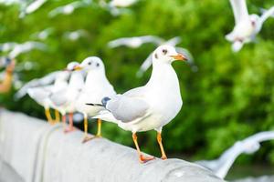 Flock of seagulls in nature photo