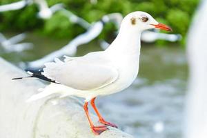 bandada de gaviotas en la naturaleza foto