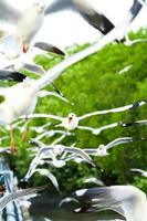 bandada de gaviotas en la naturaleza foto