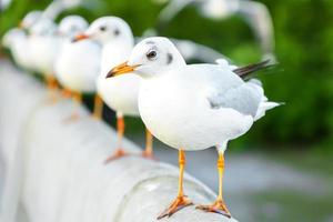 bandada de gaviotas en la naturaleza foto