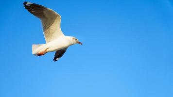 close-up seagull flying in the sky photo