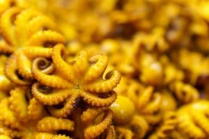 Lots of yellow fried squid photo