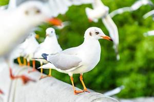 bandada de gaviotas en la naturaleza foto