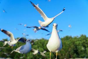 bandada de gaviotas en la naturaleza foto