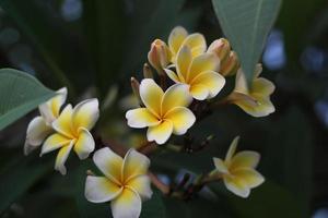 plumeria blanca flores floreciendo foto