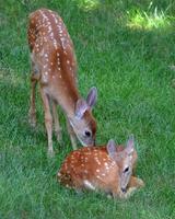 Two baby deer together photo