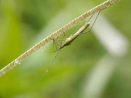 Insect pests of green color against a natural background and blurry photo