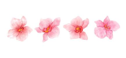 Pink Orchid flowers watercolor collection. Set of romantic flowers isolated on white background illustration photo