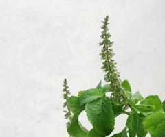 Tree Basil's branch of green leaves and young flowers and white background. Another name is Clove Basil, Shrubby Basil, African Basil, Kawawya, Wild Basil. photo