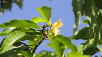 Light yellow flowers of White Champaka on branch and green leaves, Thailand. Another name is White Sandalwood or White Jade Orchid Tree, Thailand. photo