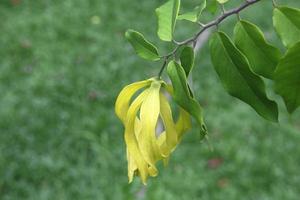 A yellow flower of Dwart Ylang-Ylang or Cananga fruticosa blooming on branch and l
