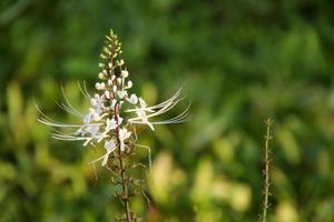 Flowers of Kidney Tea Plant blooming on brush in nature and blur green background, Thailand. Another name is Cat's whiskers, Java tea. photo