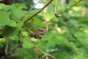 las semillas de color marrón oscuro del árbol de tornillo de la india oriental están en una rama con hojas verdes, tailandia. foto