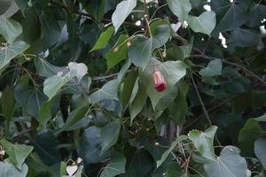 Dark red flower of Portia tree blooming on branch and green leaves, Thailand. Another name is Indian Tulip Tree, Pacific Rosewood, Seaside Mahoe, Milo and Aden Apple. photo