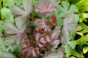 Dark red buds of Bellyache bush on branch and leaves on top of tree. Another name is Black physicnut or Cotton-leaf physicnut. Top view. photo