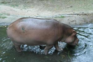 Hippopotamus is eating vegetable in swamp beside ground in park.